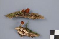 Gymnopilus bellulus image